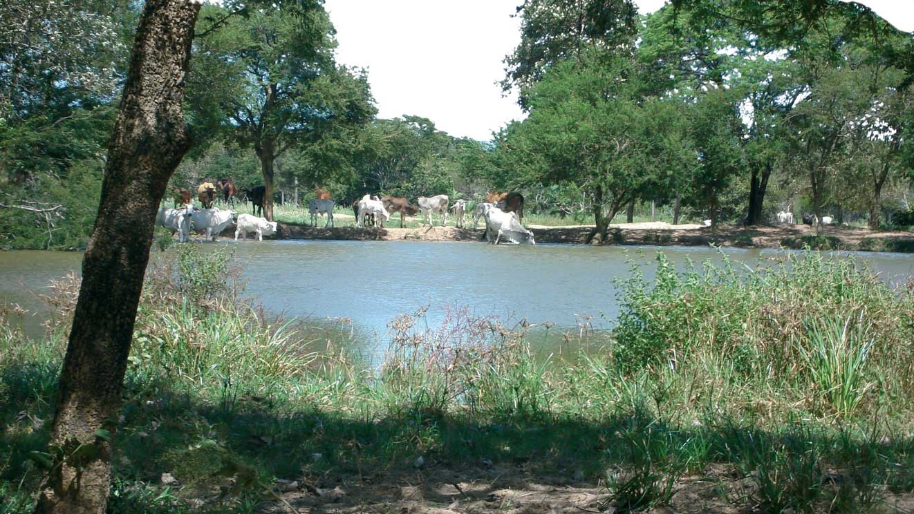 Paso Barreto - Paraguay